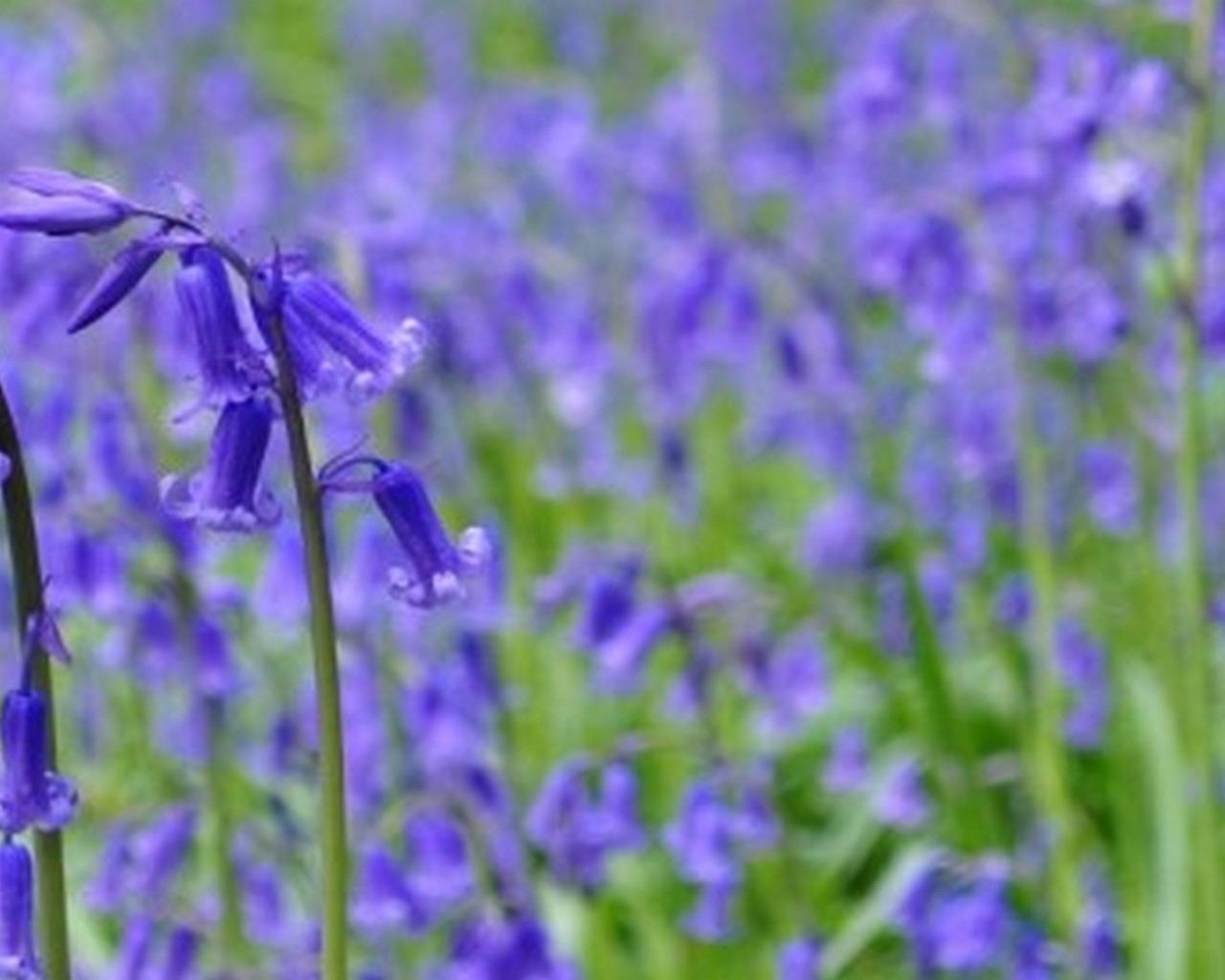 Bluebells in the wood at Hamptons Farmhouse