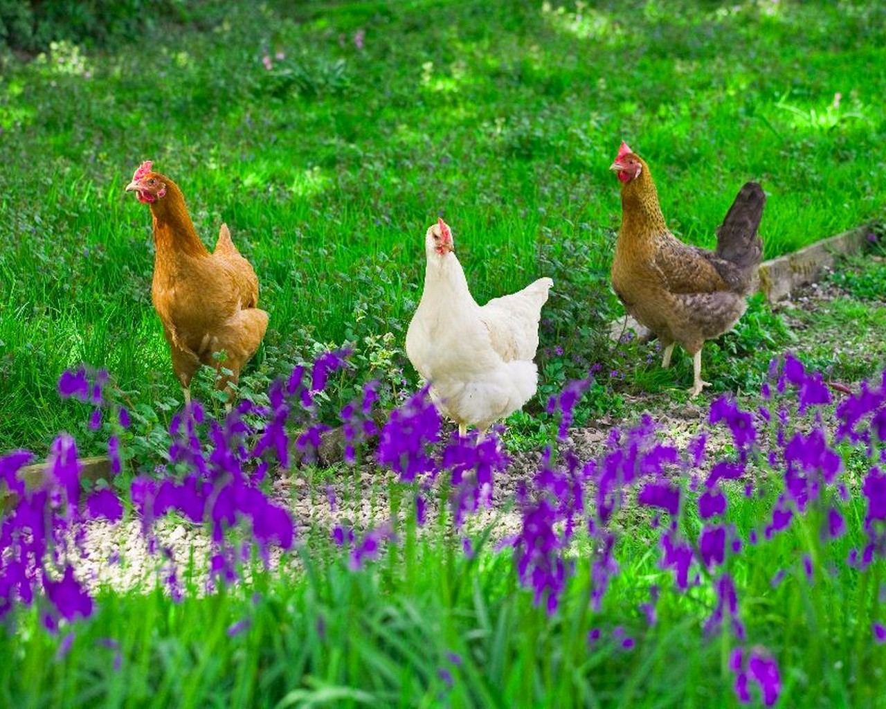 Willow Cottage: Roaming chickens