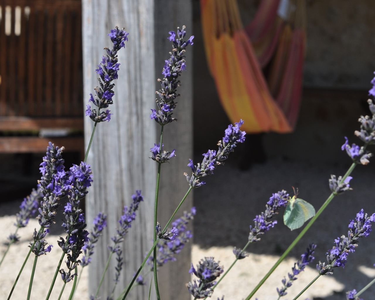 Sol du Mazel: Lavender and butterfly